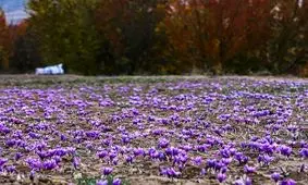 حداقل و حداکثر قیمت زعفران اعلام شد

