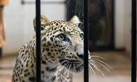 باغ وحش‌های کشور ممیزی و رتبه بندی می‌شوند