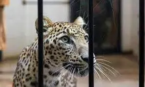 باغ وحش‌های کشور ممیزی و رتبه بندی می‌شوند