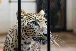 باغ وحش‌های کشور ممیزی و رتبه بندی می‌شوند