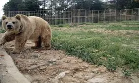 جزئیات حمله ۲ خرس به نگهبان مهربان در باغ وحش اصفهان