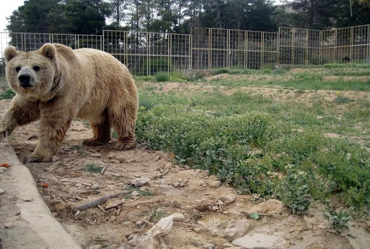 جزئیات حمله ۲ خرس به نگهبان مهربان در باغ وحش اصفهان