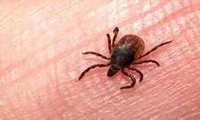 هشدار دامپزشکی نسبت به تب کریمه کنگو/ دامداران مراقب باشند