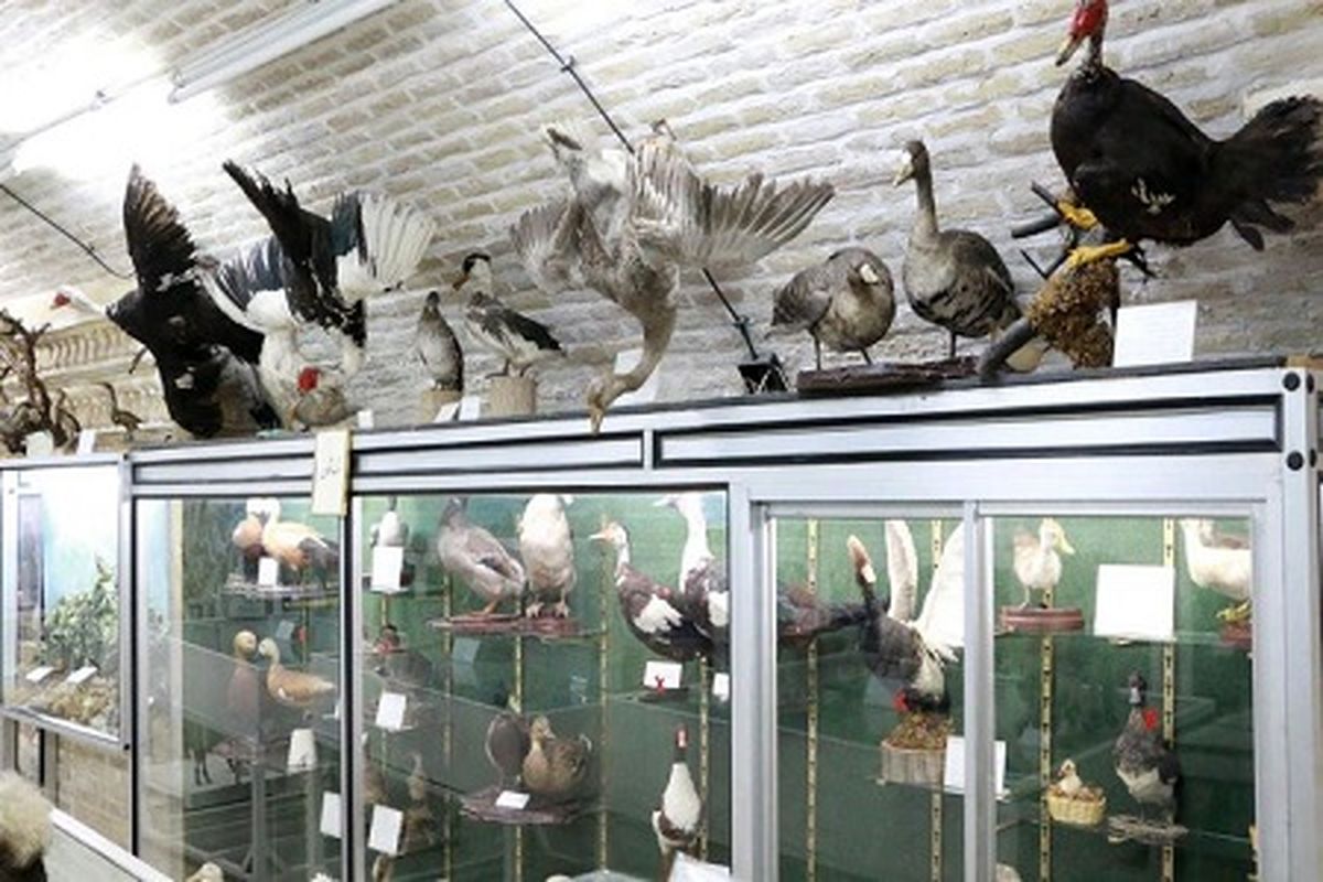 موزه تاریخ طبیعی یزد
