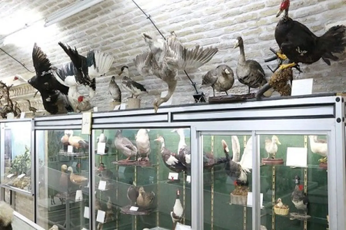 موزه تاریخ طبیعی یزد