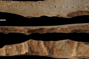 استخوان ۴۰ هزارساله و تاریخ شگفت‌انگیز «لباس چرمی»!