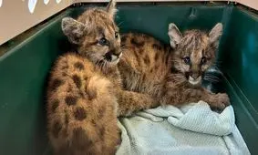  نجات دو بچه شیر کوهی یتیم/ ویدئو