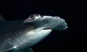 کوسه‌های سرچکشی، چکش خود را از کجا آوردند؟