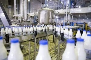تورم ۹۲.۹ درصدی تولید شیر / تورم نقطه‌ای تولیدکننده گاوداری های صنعتی ۷۵.۴ درصد شد