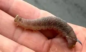 کِرم مخملی؛ یک کِرم زیبا با سلاحی عجیب و مخفی/ ویدئو