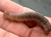 کِرم مخملی؛ یک کِرم زیبا با سلاحی عجیب و مخفی/ ویدئو