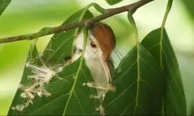 پرنده ای که خیاطی می کند