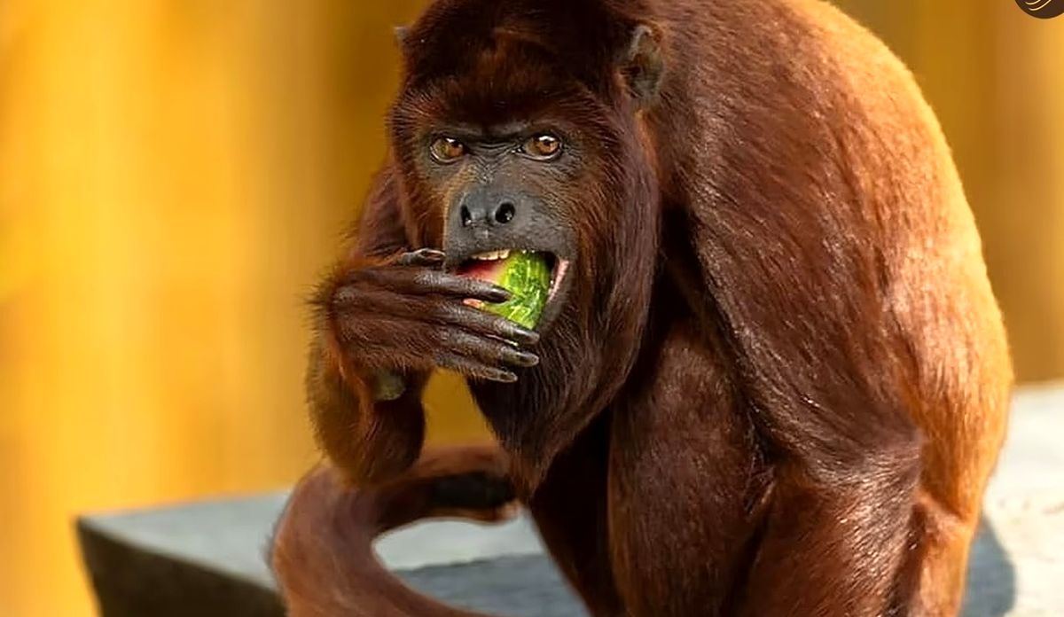 عکس‌های خنده‌دار حیوانات در باغ وحش‌ها