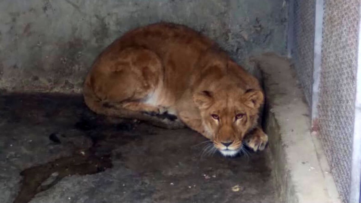 کشف و انتقال یک قلاده شیر ماده از یکی از باغات خمینی شهر/ ویدئو

