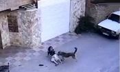سگ ولگرد دختر بچه نکایی را مجروح کرد/ ویدئو