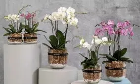 بهترین روش نگهداری از گل ارکیده