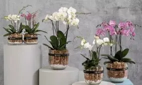 بهترین روش نگهداری از گل ارکیده