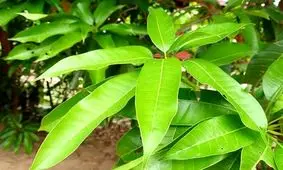 برگ این درخت فقط در بهار کار می کند