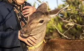 دوستی عجیب با حیوانی نجیب/ ویدئو