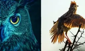 جغد شب هستید یا پرنده سحرخیز؟ / اگر بدانید بهتر امتحان می‌دهید، درست خرید می‌کنید و مورد کلاهبرداری قرار نمی‌گیرید