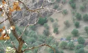 مبارزه با آفت جوانه‌ خوار ۲ هزار هکتار از جنگل‌ های بلوط لرستان