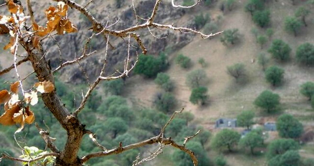 مبارزه با آفت جوانه خوار ۲ هزار هکتار از جنگل های بلوط لرستان