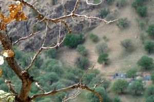 مبارزه با آفت جوانه‌ خوار ۲ هزار هکتار از جنگل‌ های بلوط لرستان