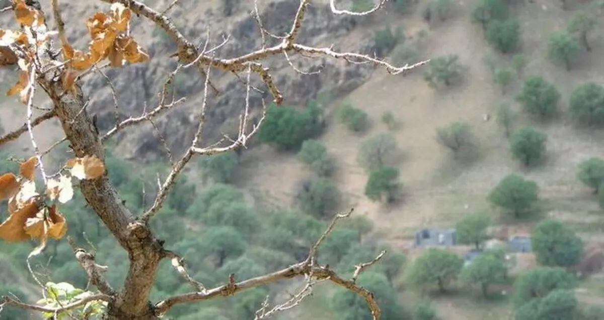 مبارزه با آفت جوانه‌ خوار ۲ هزار هکتار از جنگل‌ های بلوط لرستان