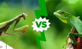 مبارزه و پایان دور از انتظار با حضور مانتیس/ ویدئو