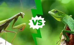 مبارزه و پایان دور از انتظار با حضور مانتیس/ ویدئو