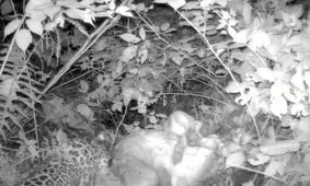  ثبت تصویر پلنگ ایرانی در سیاهرود رودبار/ ویدئو