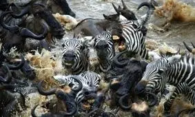 گورخر تا حد مرگ زیر پا‌های ده‌ها کل یالدار له شد/ ویدئو