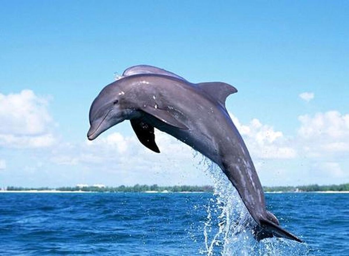 پرش یک دلفین به داخل قایق گردشگران جزیره هنگام/ ویدئو