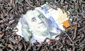  ۱۰ درصد فساد چای مربوط به دولت روحانی است و ۹۰ درصد مربوط به دولت رئیسی