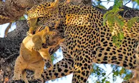 تصویری تکان دهنده از لحظه شکار پلنگ / بچه شیر را گرفت و خورد