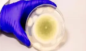 استخراج داروی سرطان از قارچ مرگباری که جان ۱۰ دانشمند را گرفت