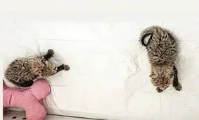 چرا ایران پسرانش را نمی پذیرد؟/ ویدئو