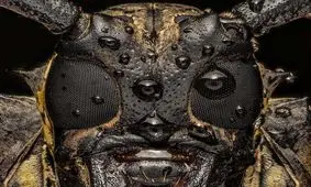 سفر شگفت انگیز به دنیای چشم ها/ ثبت قدرت آفرینش از دریچه دوربین