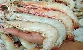 شاه میگو نیم میلیونی شد