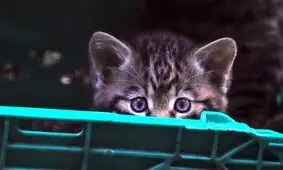 تولد پنج بچه گربه وحشی اسکاتلندی در معرض انقراض/ ویدئو