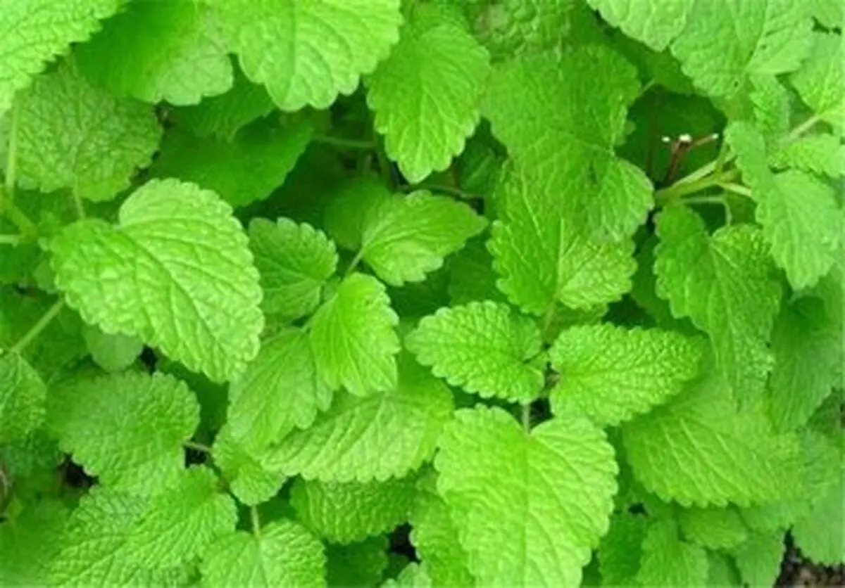 درمان آلزایمر با این دو گیاه
