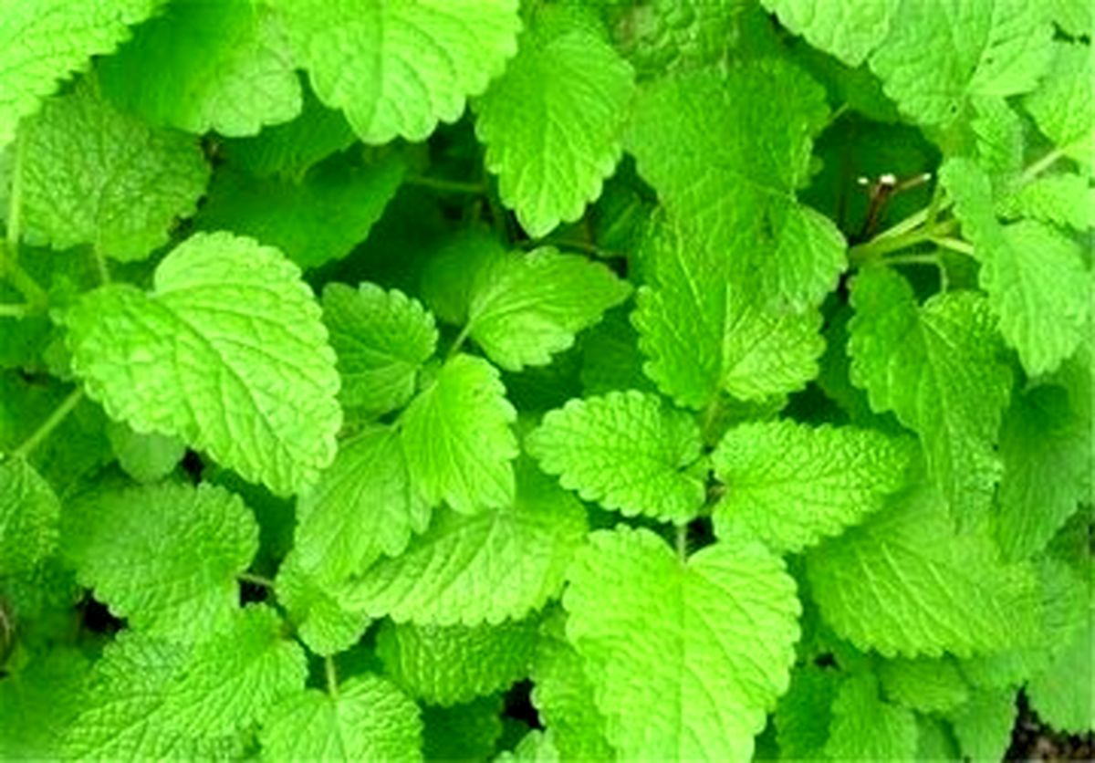  درمان آلزایمر با این دو گیاه 