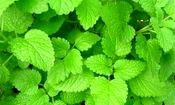درمان آلزایمر با این دو گیاه