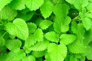 درمان آلزایمر با این دو گیاه