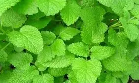 درمان آلزایمر با این دو گیاه