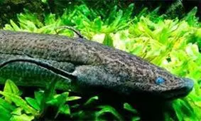 ماهی‌های شگفت‌انگیزی که در خشکی می‌خزند/ ویدئو