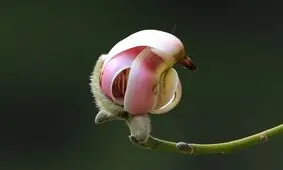 این گیاه ۱۵۰۰ ساله، زیباترین گل جهان است