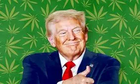 اخاذی میلیون دلاری ترامپ از تولیدکنندگان ماری جوانا

