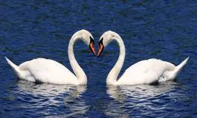 عجیب‌ترین آیین‌های جفت‌ گیری در دنیای حیوانات