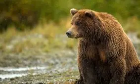 خرس قهوه‌ای در دهستان خنجشت اقلید مشاهده شد/ ویدئو

